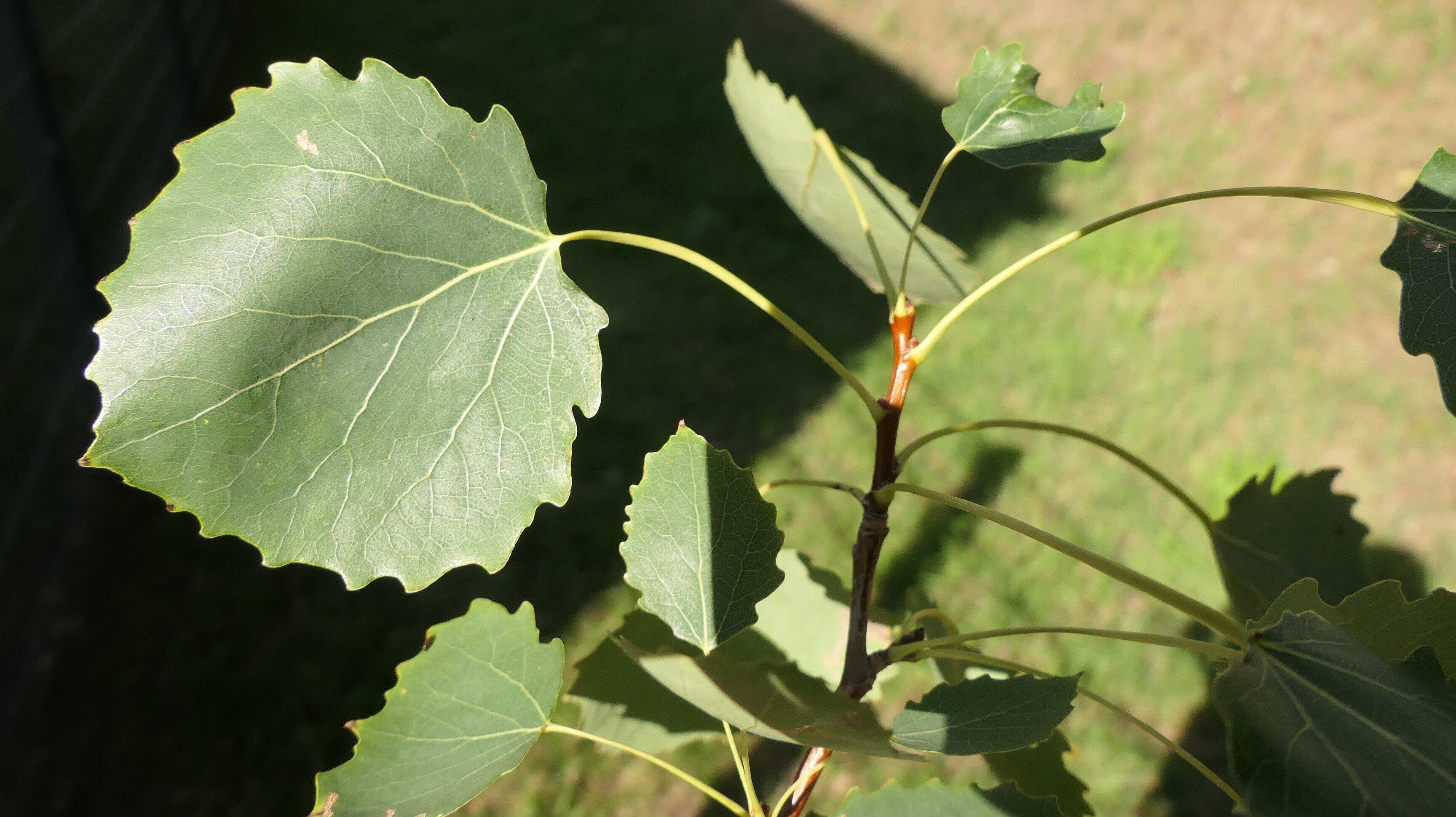 Baum des Jahres 2026 - Die Zitterpappel oder Espe (Populus tremula). © Klaus Schultheiß
