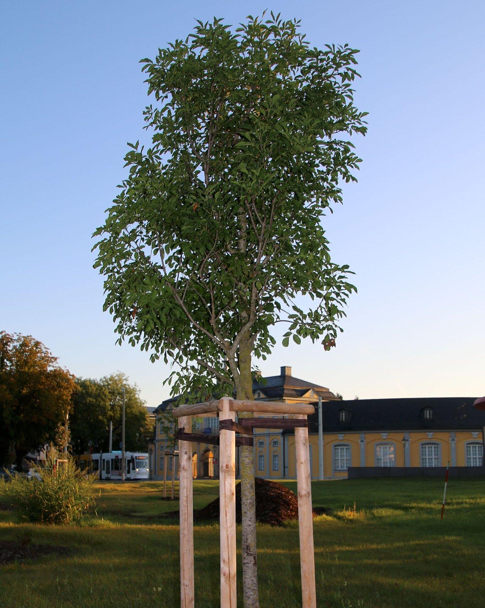 Eine neu gepflanzte Blumenesche steht auf einer Wiese. © Stadt Gera