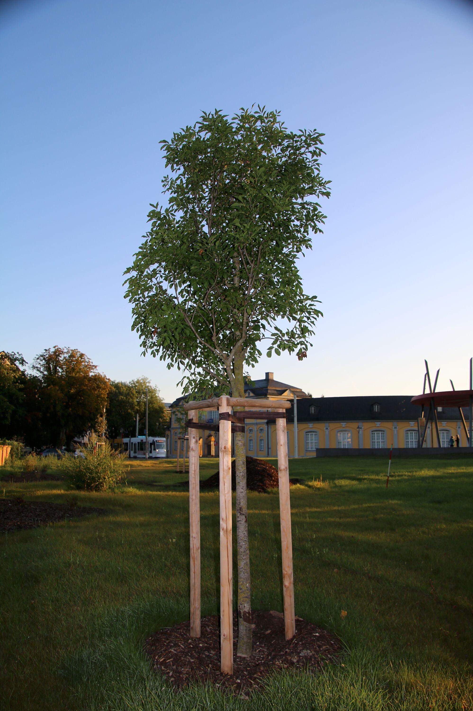Eine neu gepflanzte Blumenesche steht auf einer Wiese. © Stadt Gera