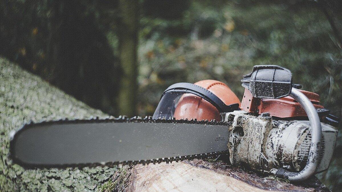 Ein Baumstamm, auf dem eine Kettensäge liegt. © Pixabay