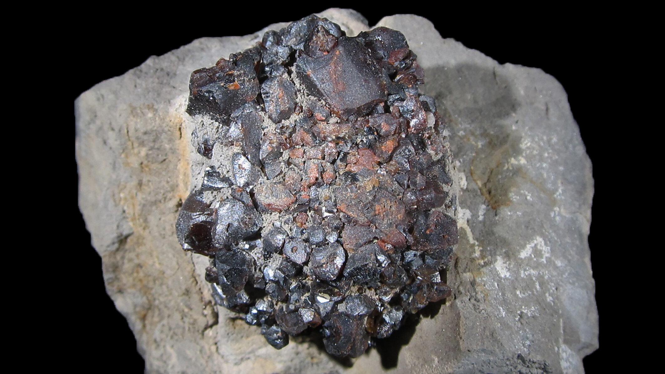 undefined. © Stadt Gera / Museum für Naturkunde (Fotograf: Frank Hrouda). © Stadt Gera / Museum für Naturkunde (Fotograf: Frank Hrouda)