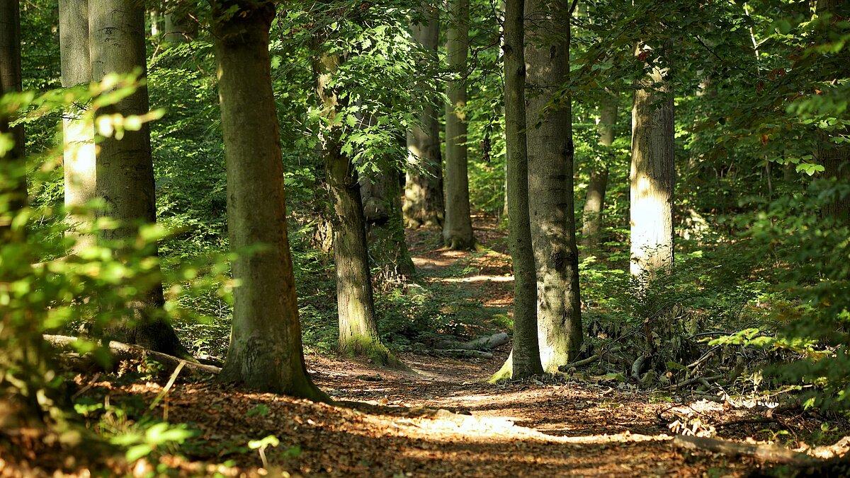 Blick in den Wald. © Tim Christensen