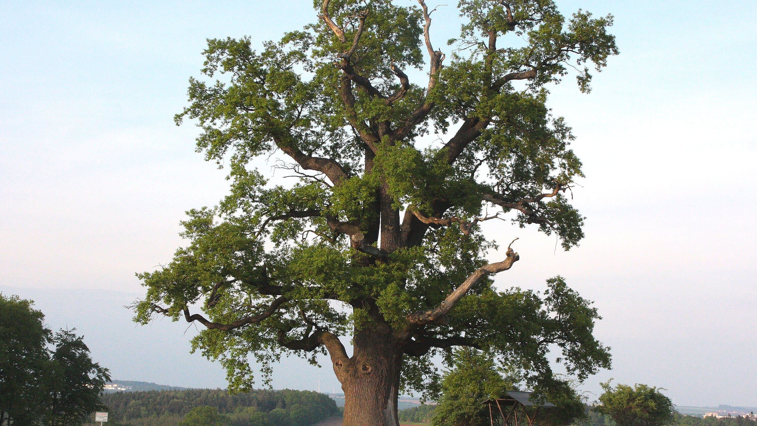 Die Kalte Eiche bei Ernsee im Spätsommer. © Stadt Gera