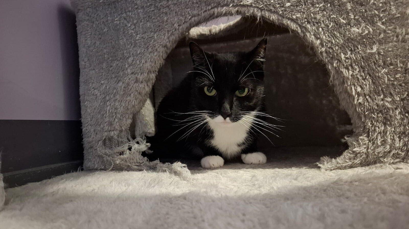 Katze. © Stadt Gera