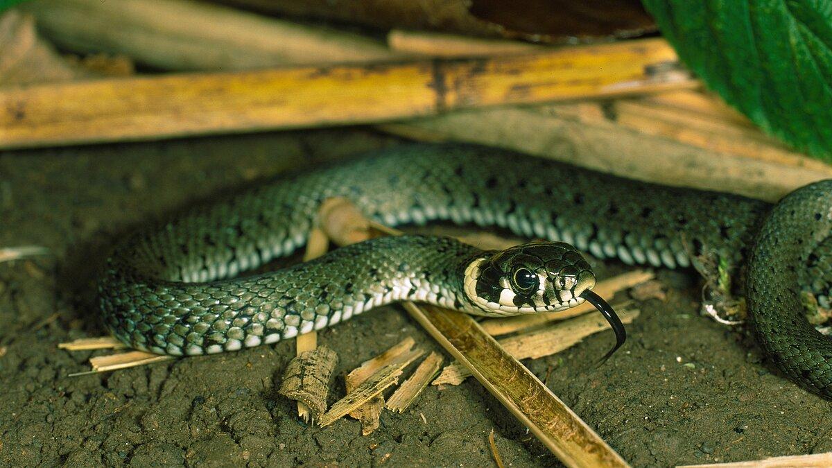 Bild von einer Ringelnatter.