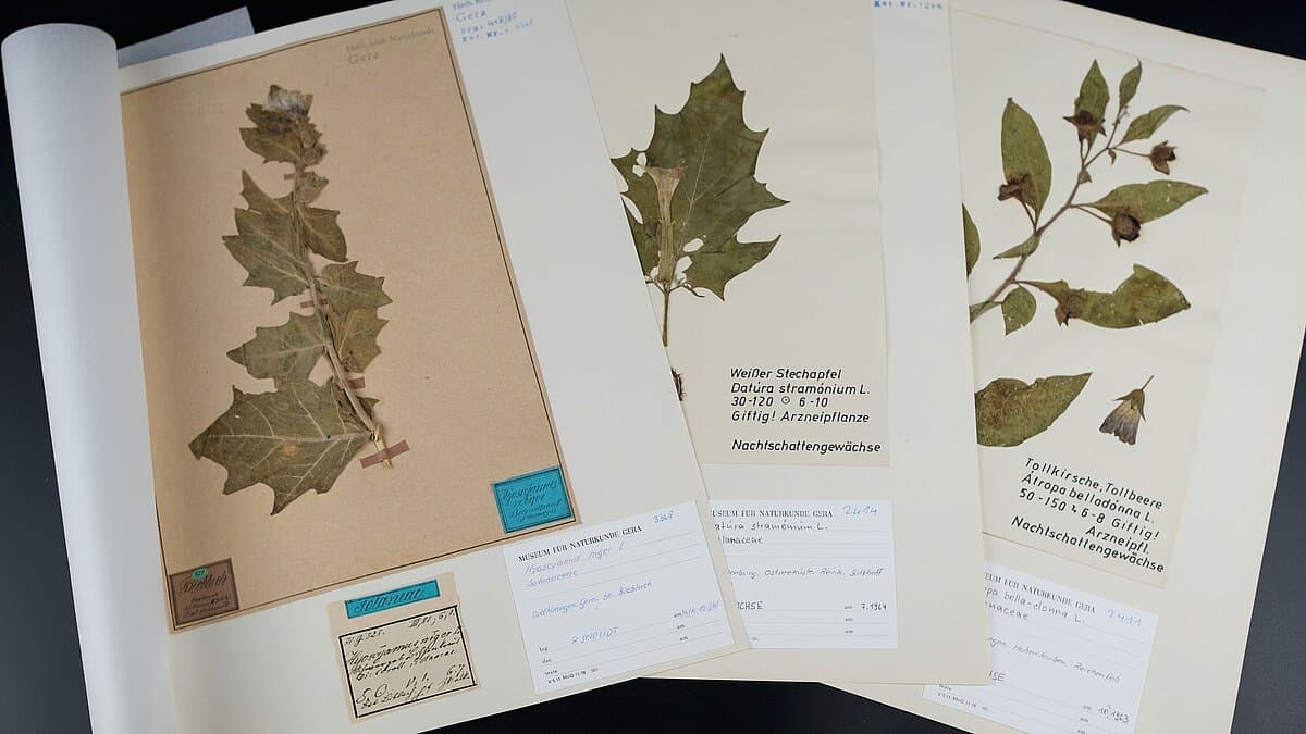 Zauberpflanzen aus der Sammlung des Museums für Naturkunde Gera. © Stadt Gera / Museum für Naturkunde (Fotograf: Dr. Andreas Gerth)
