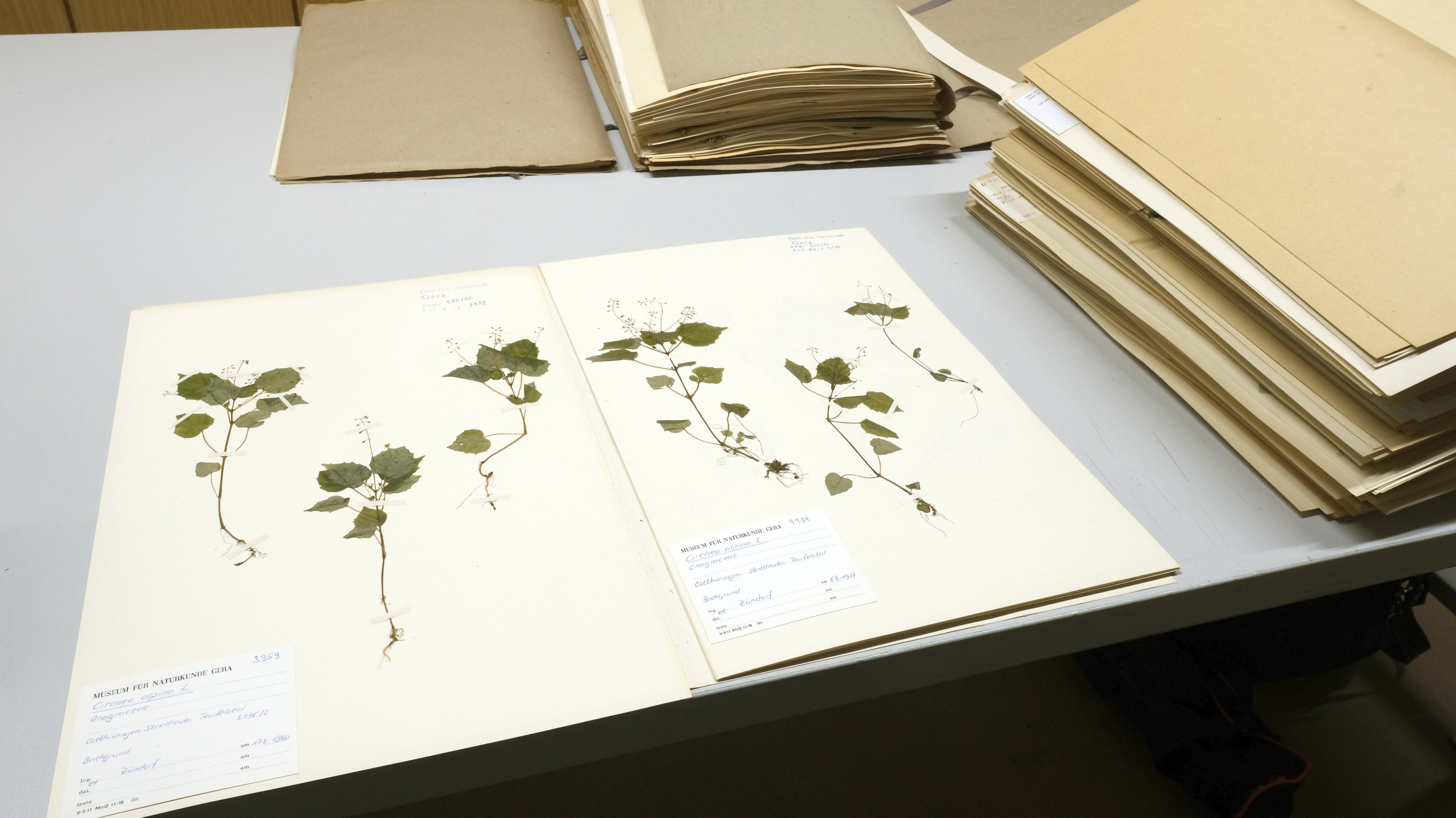 undefined. © Stadt Gera / Museum für Naturkunde Gera (Fotograf: René Köhler). © Stadt Gera / Museum für Naturkunde Gera (Fotograf: René Köhler)