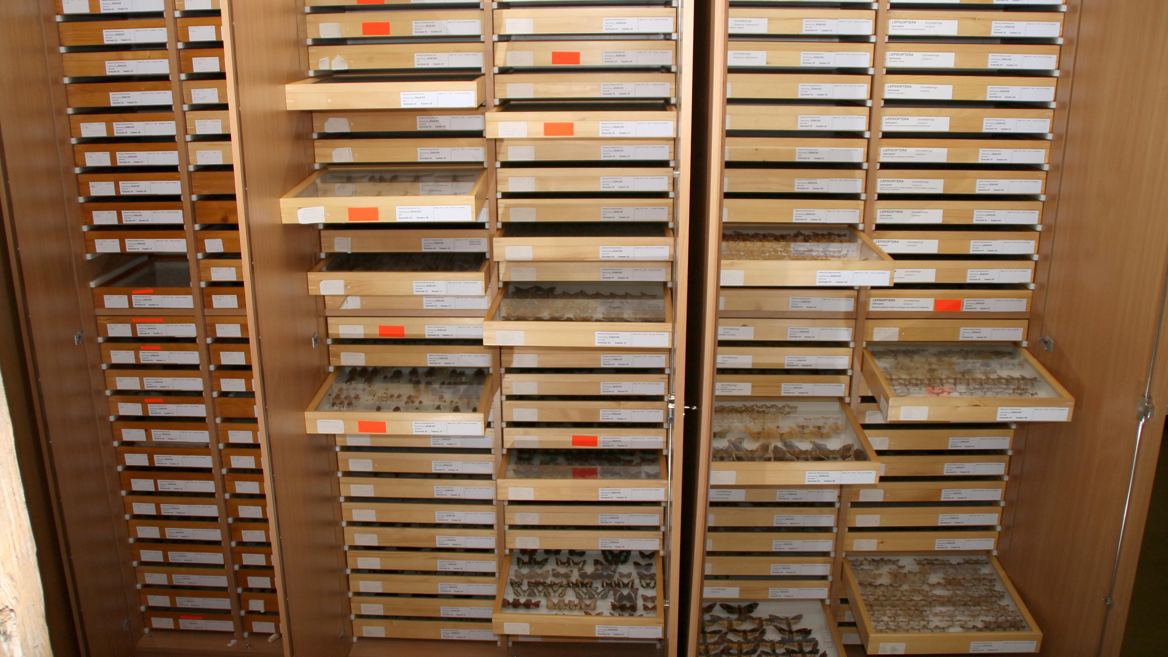 undefined. © Stadt Gera / Museum für Naturkunde (Fotograf: René Köhler). © Stadt Gera / Museum für Naturkunde (Fotograf: René Köhler)