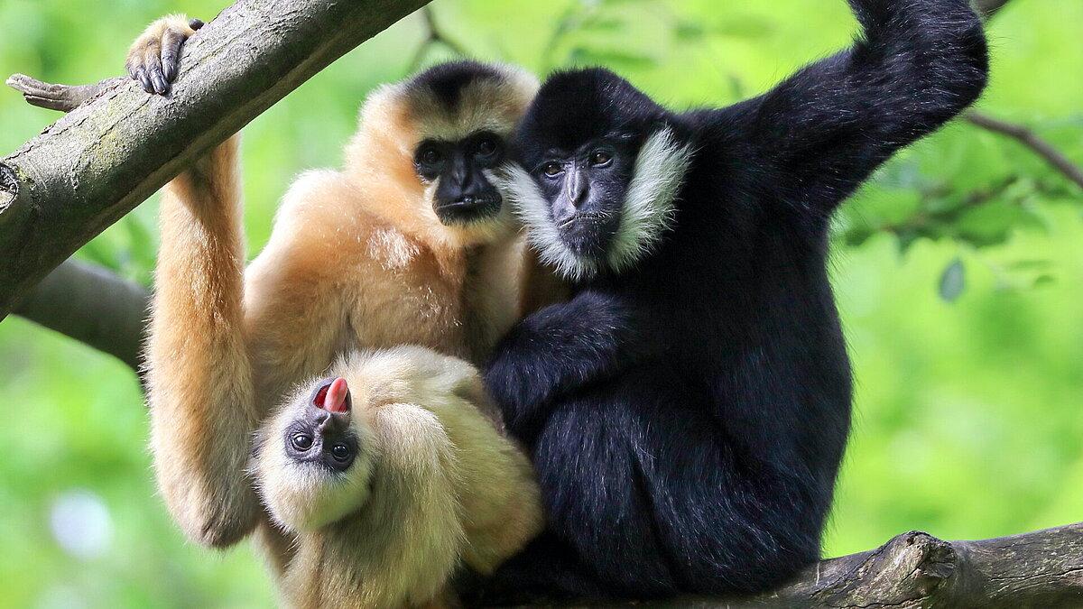Foto von zwei ausgewachsenen Affen mit Jungtier auf einem Ast sitzend