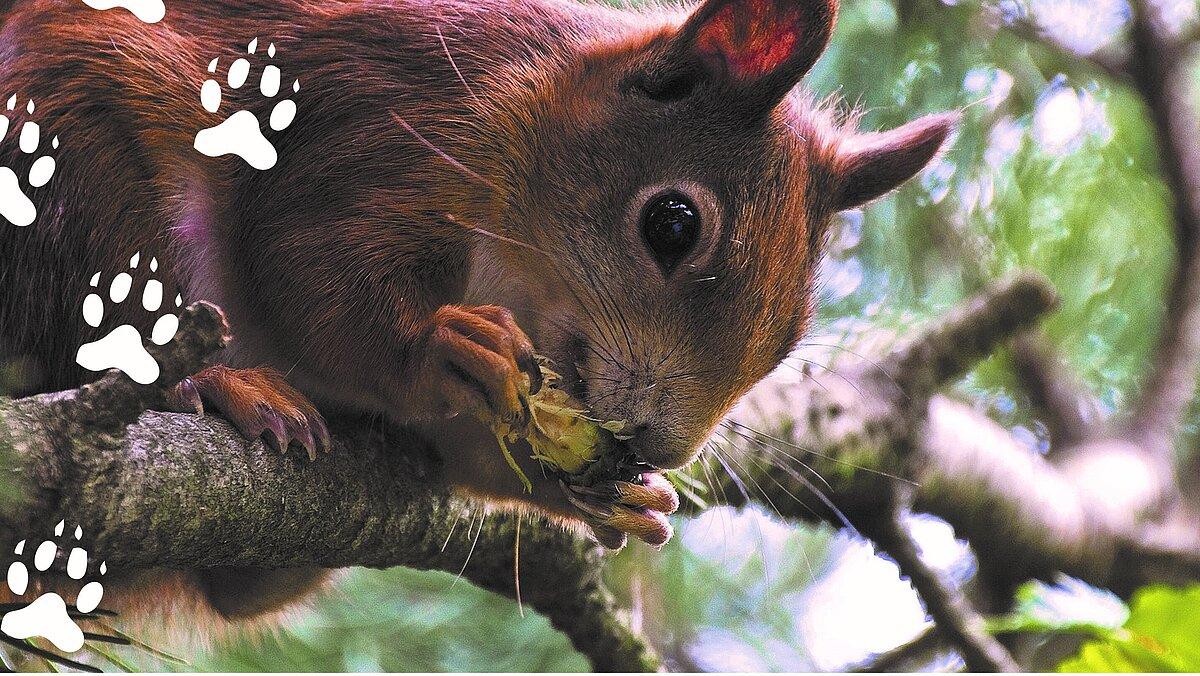Ein rot-braunes Eichhörnchen frisst an einem Zapfen