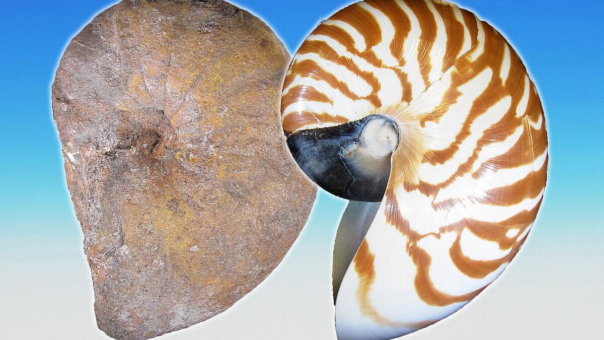 Das Fossil Cenoceras sp. und die Schale von Nautilus pompilius im Vergleich nebeneinander. © Stadt Gera / Museum für Naturkunde (Fotograf: Frank Hrouda)