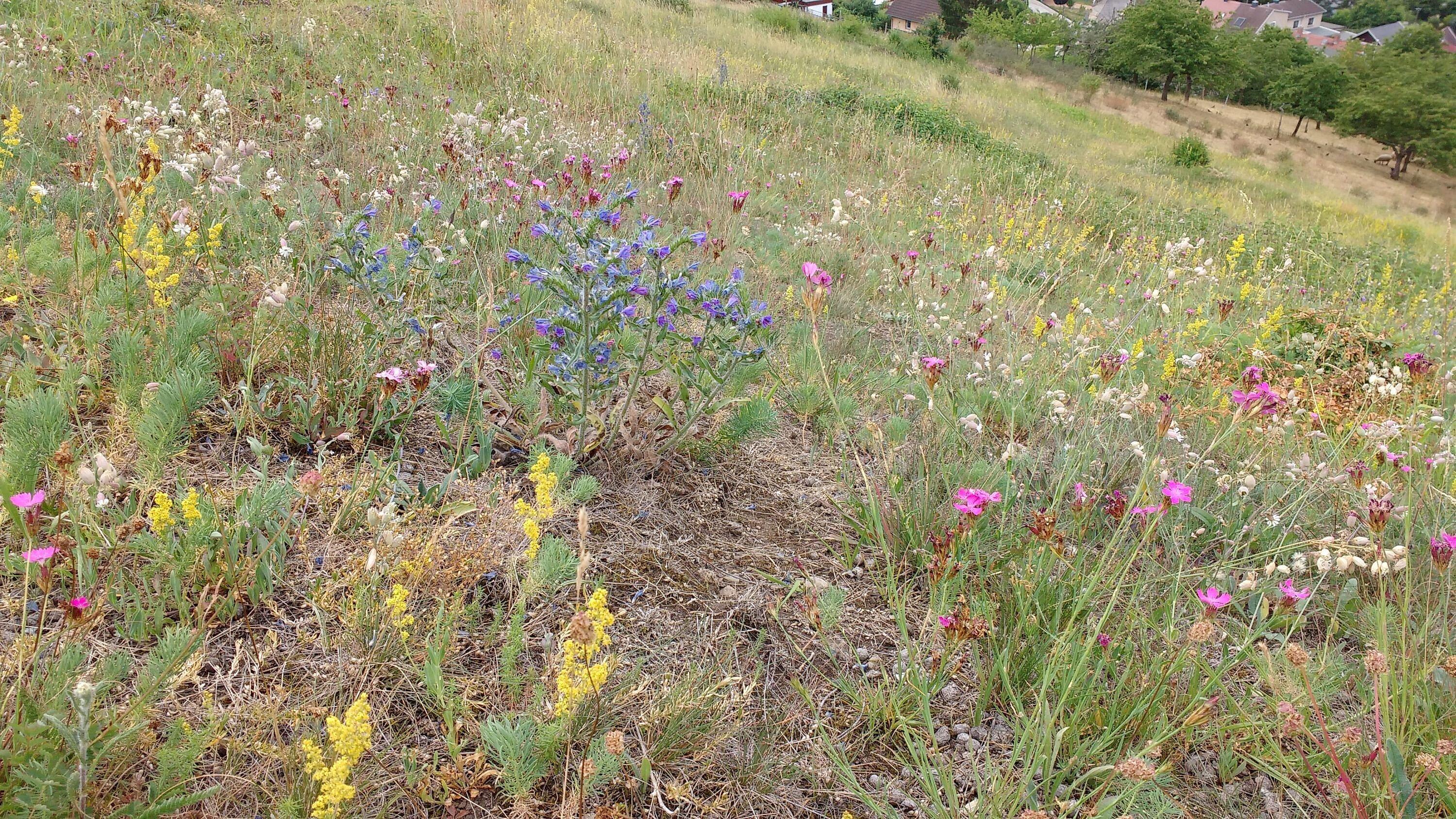 Bunte Blüten stehen auf der Lasur. © Stadt Gera