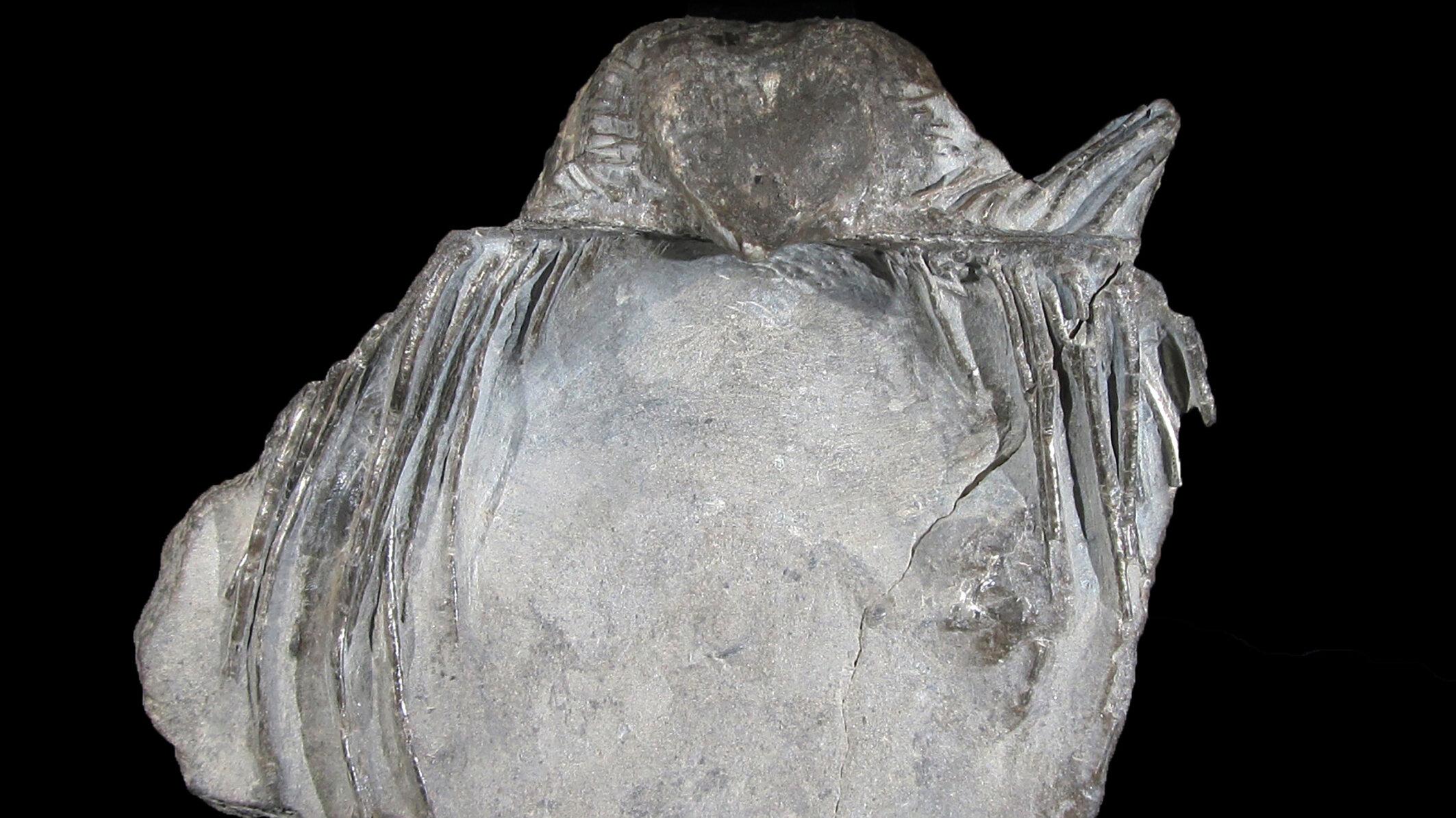 undefined. © Stadt Gera / Museum für Naturkunde (Fotograf: Frank Hrouda). © Stadt Gera / Museum für Naturkunde (Fotograf: Frank Hrouda)