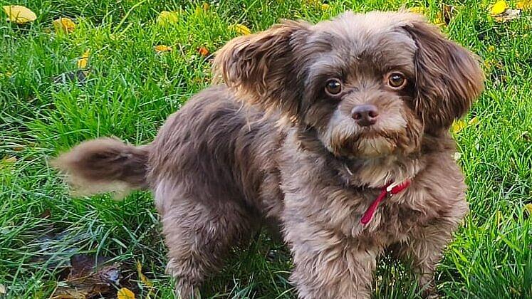 Einen Hund. © Stadt Gera