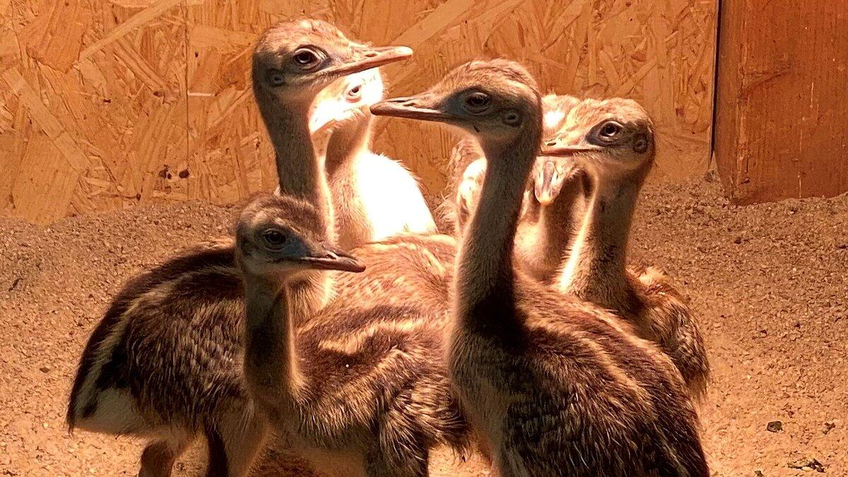 Nanduküken stehen unter der Wärmelampe. © Stadtverwaltung Gera