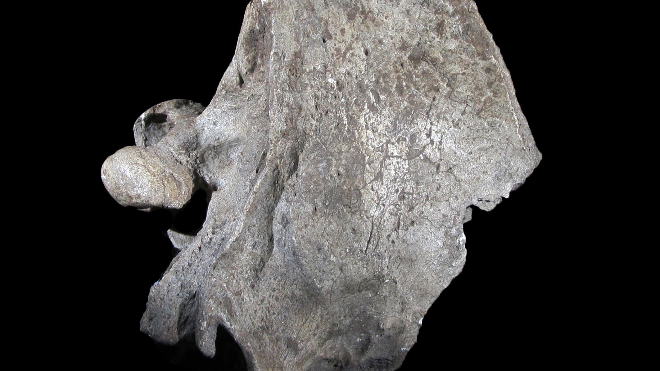 undefined. © Stadt Gera / Museum für Naturkunde (Fotograf: Frank Hrouda). © Stadt Gera / Museum für Naturkunde (Fotograf: Frank Hrouda)