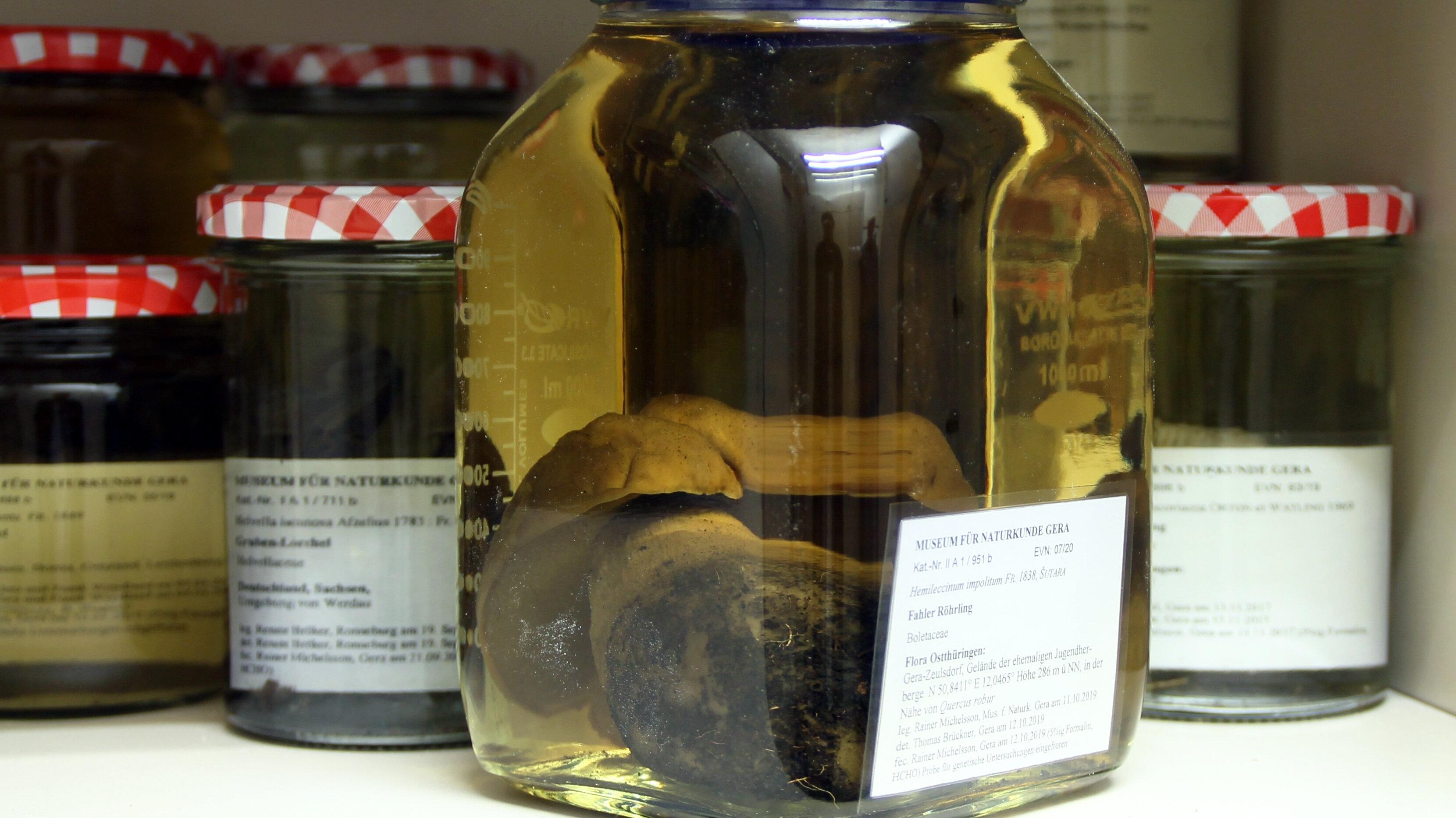 undefined. © Stadt Gera / Museum für Naturkunde Gera (Fotograf: René Köhler). © Stadt Gera / Museum für Naturkunde Gera (Fotograf: René Köhler)