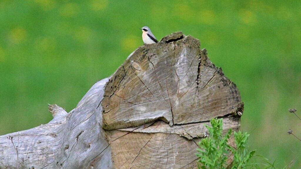 undefined. © Silvio Heidler. © Silvio Heidler