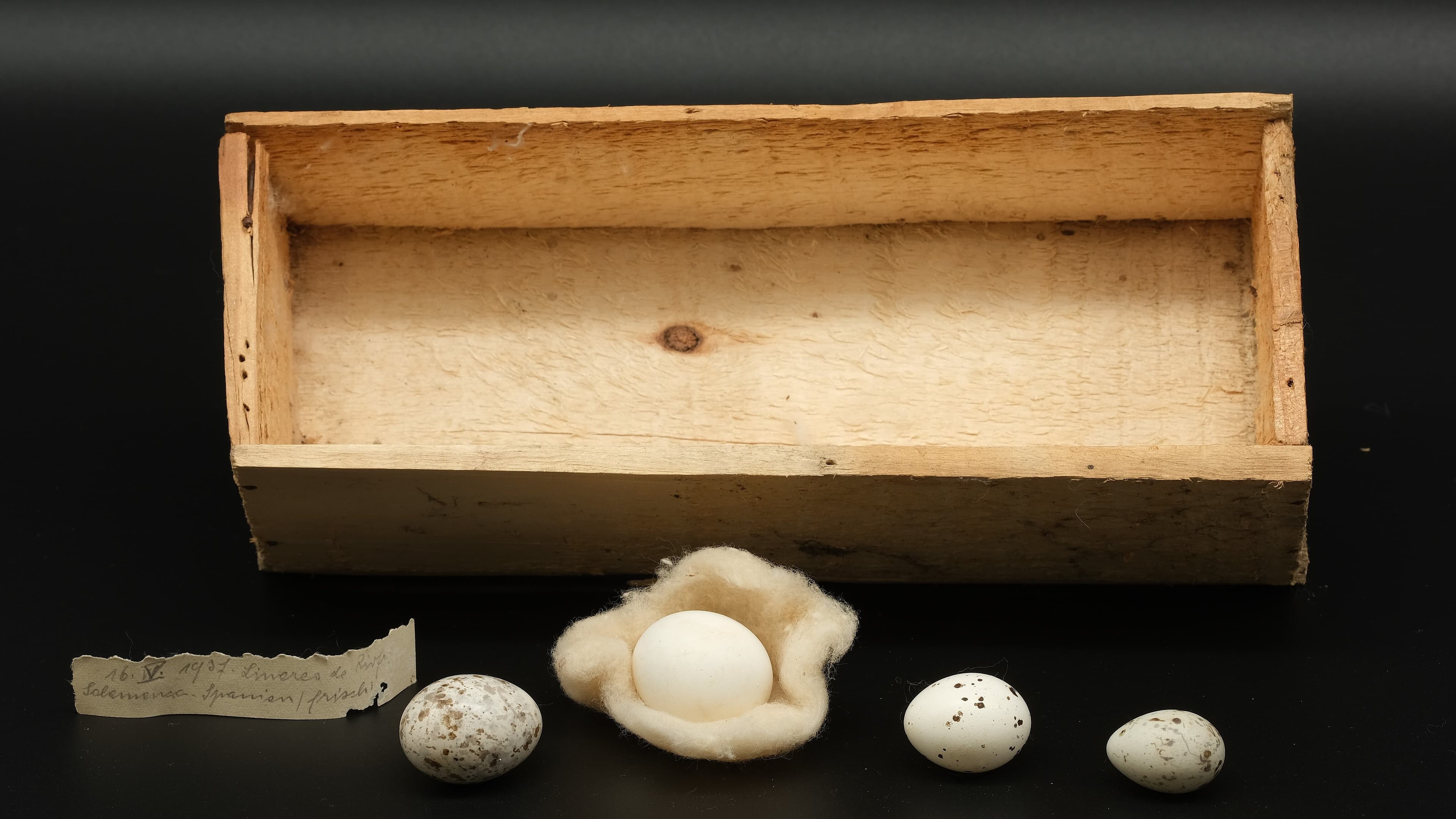 Eier von Ziegenmelker, Steinkauz, Pirol und Kernbeißer vor einem der originalen Sammlungskästchen Hermann Grüns. © Stadt Gera / Museum für Naturkunde (Fotograf: René Köhler)