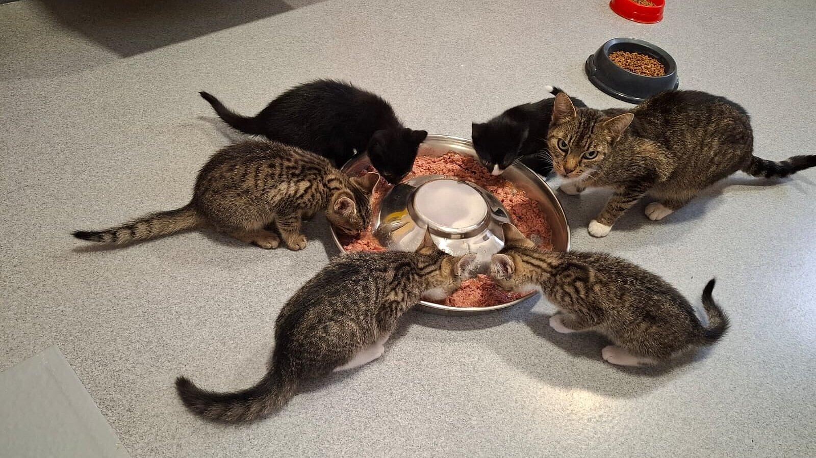 Katze mit Kitten. © Stadt Gera