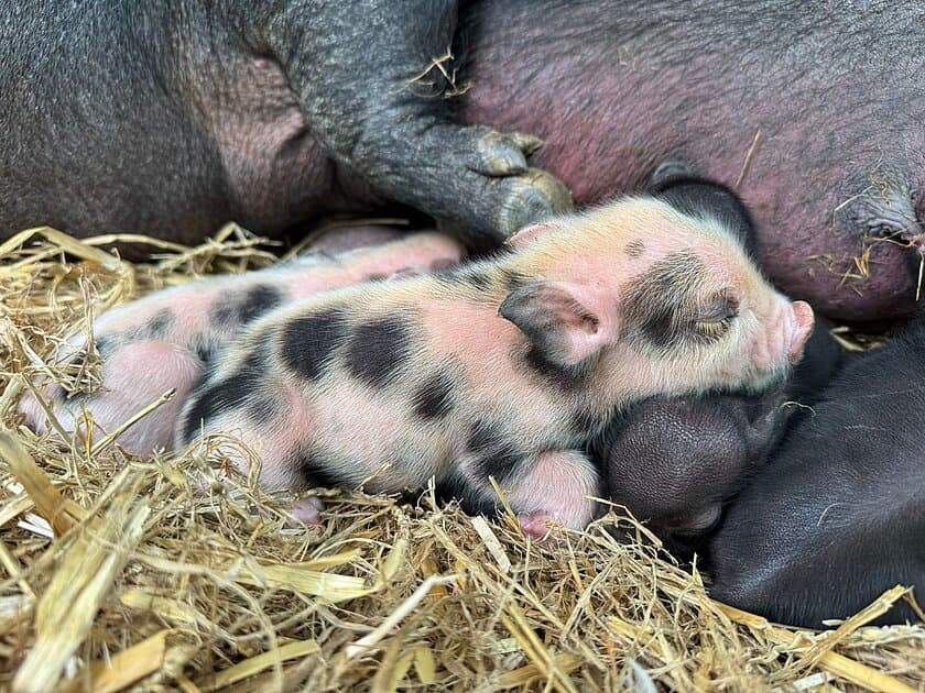 ein geflecktes Minischwein liegt bei seiner Mutter. © Stadtverwaltung Gera