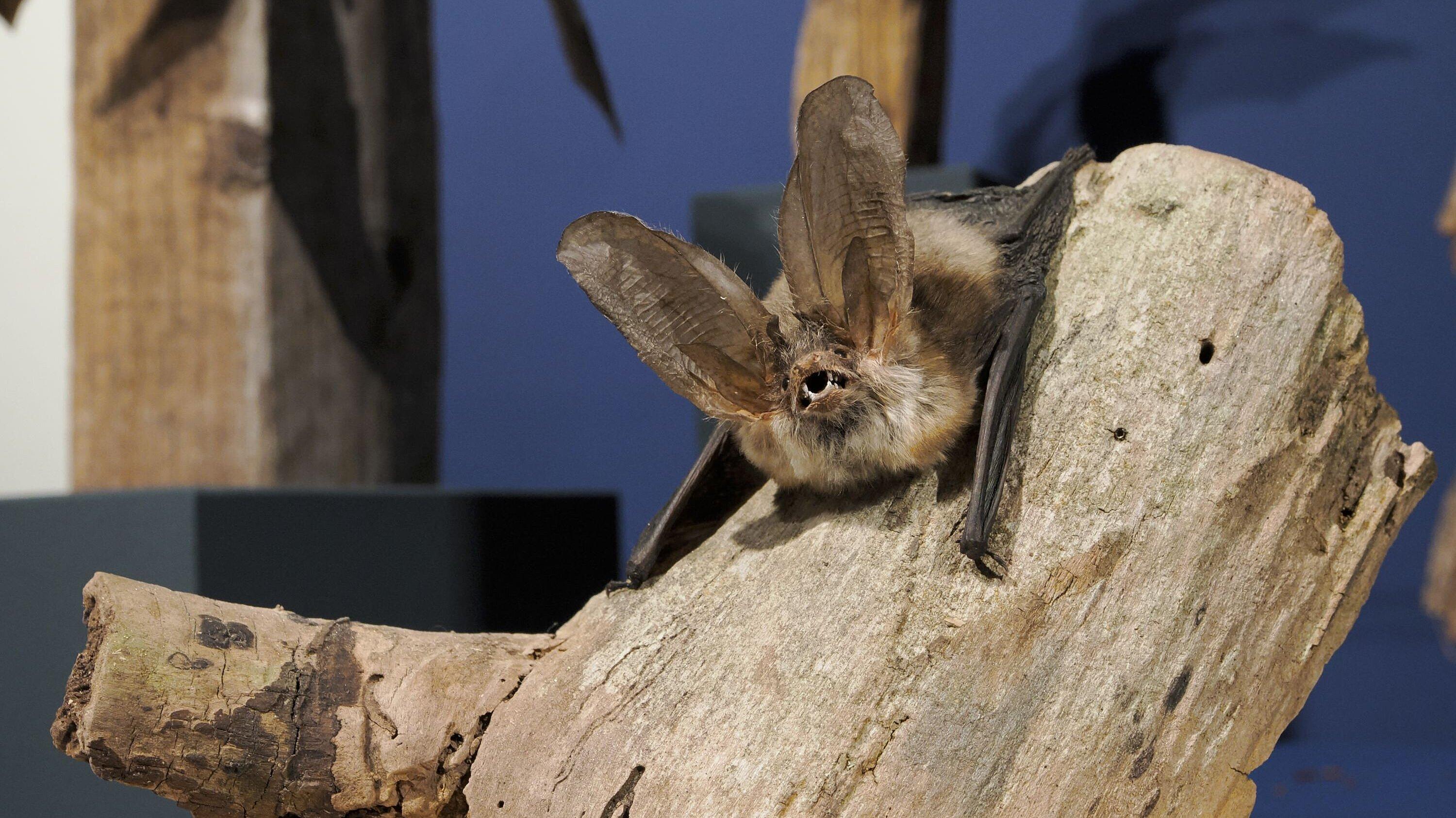undefined. © Stadt Gera / Museum für Naturkunde (Fotograf: Dr. Andreas Gerth). © Stadt Gera / Museum für Naturkunde (Fotograf: Dr. Andreas Gerth)