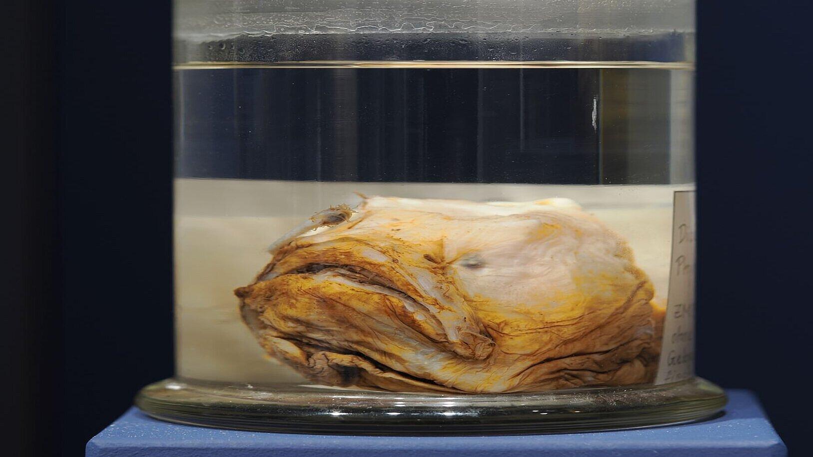 undefined. © Stadt Gera / Museum für Naturkunde (Fotograf: Dr. Andreas Gerth). © Stadt Gera / Museum für Naturkunde (Fotograf: Dr. Andreas Gerth)
