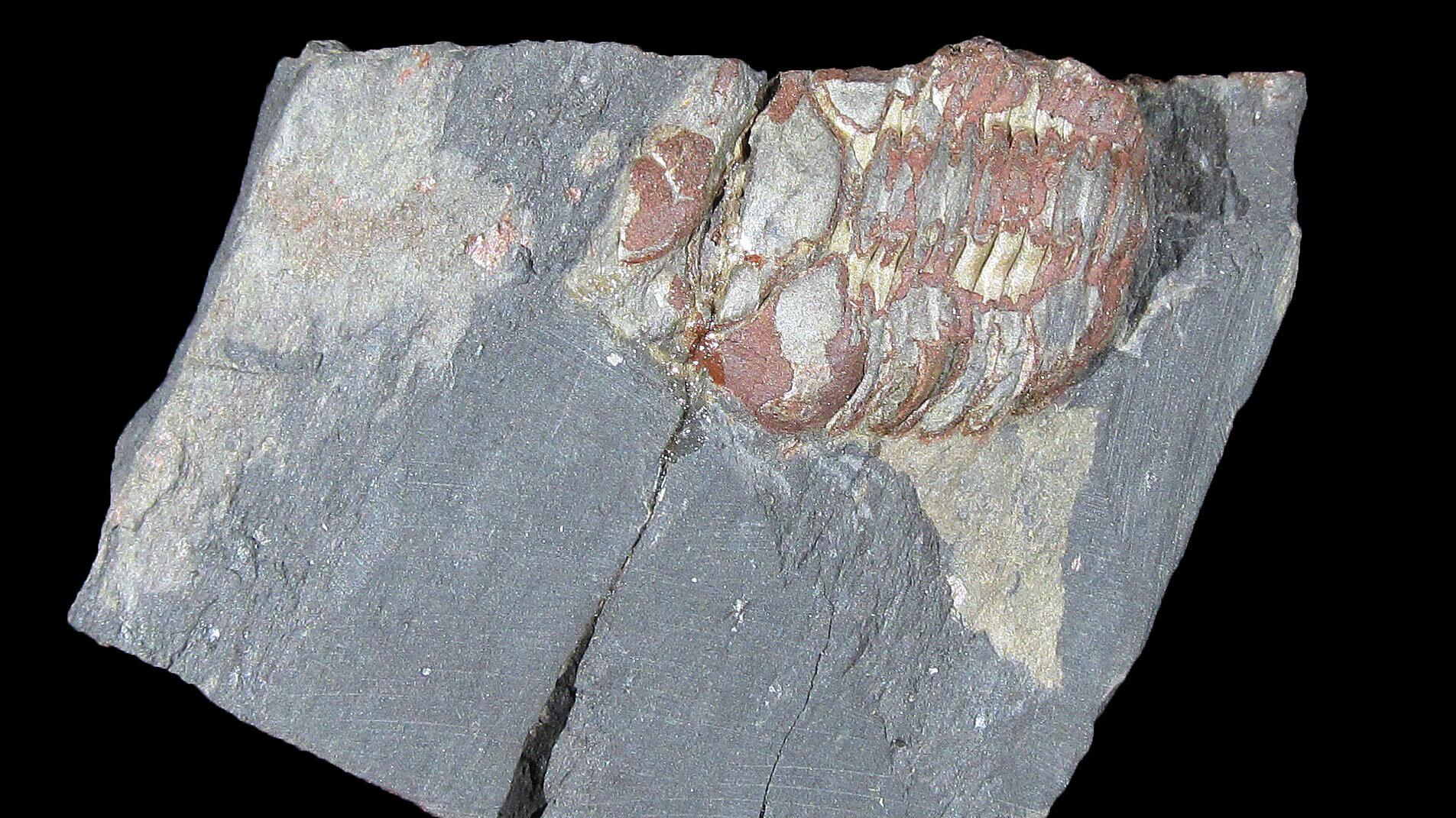 undefined. © Stadt Gera / Museum für Naturkunde (Fotograf: Frank Hrouda). © Stadt Gera / Museum für Naturkunde (Fotograf: Frank Hrouda)