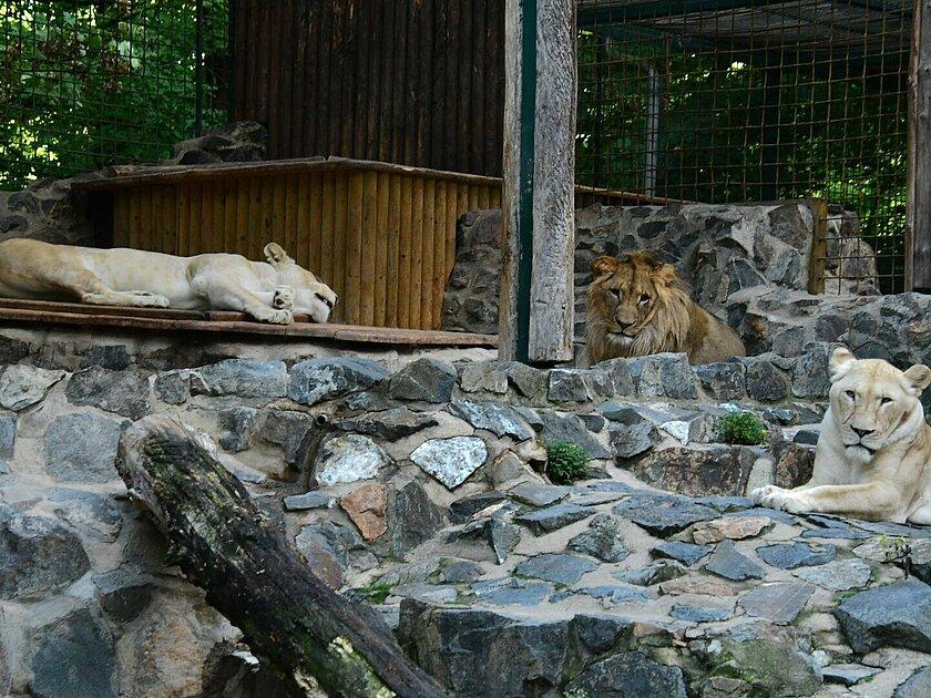 3 Löwen liegen zusammen im Gehege. © Stadtverwaltung Gera