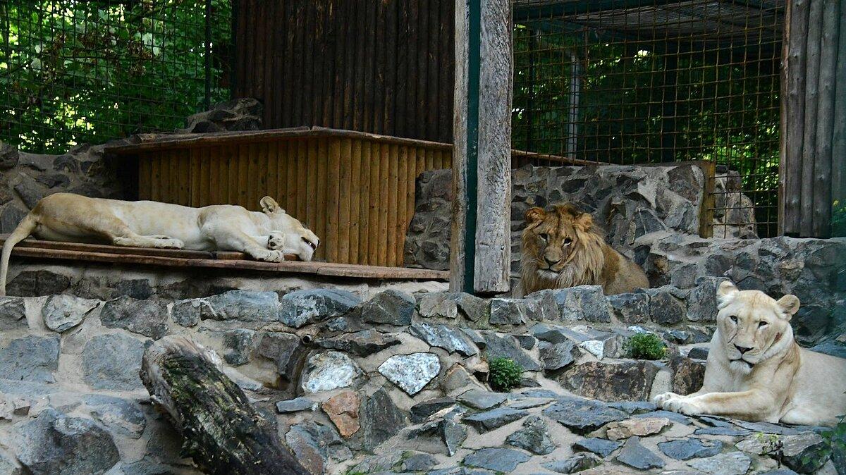 3 Löwen liegen zusammen im Gehege. © Stadtverwaltung Gera