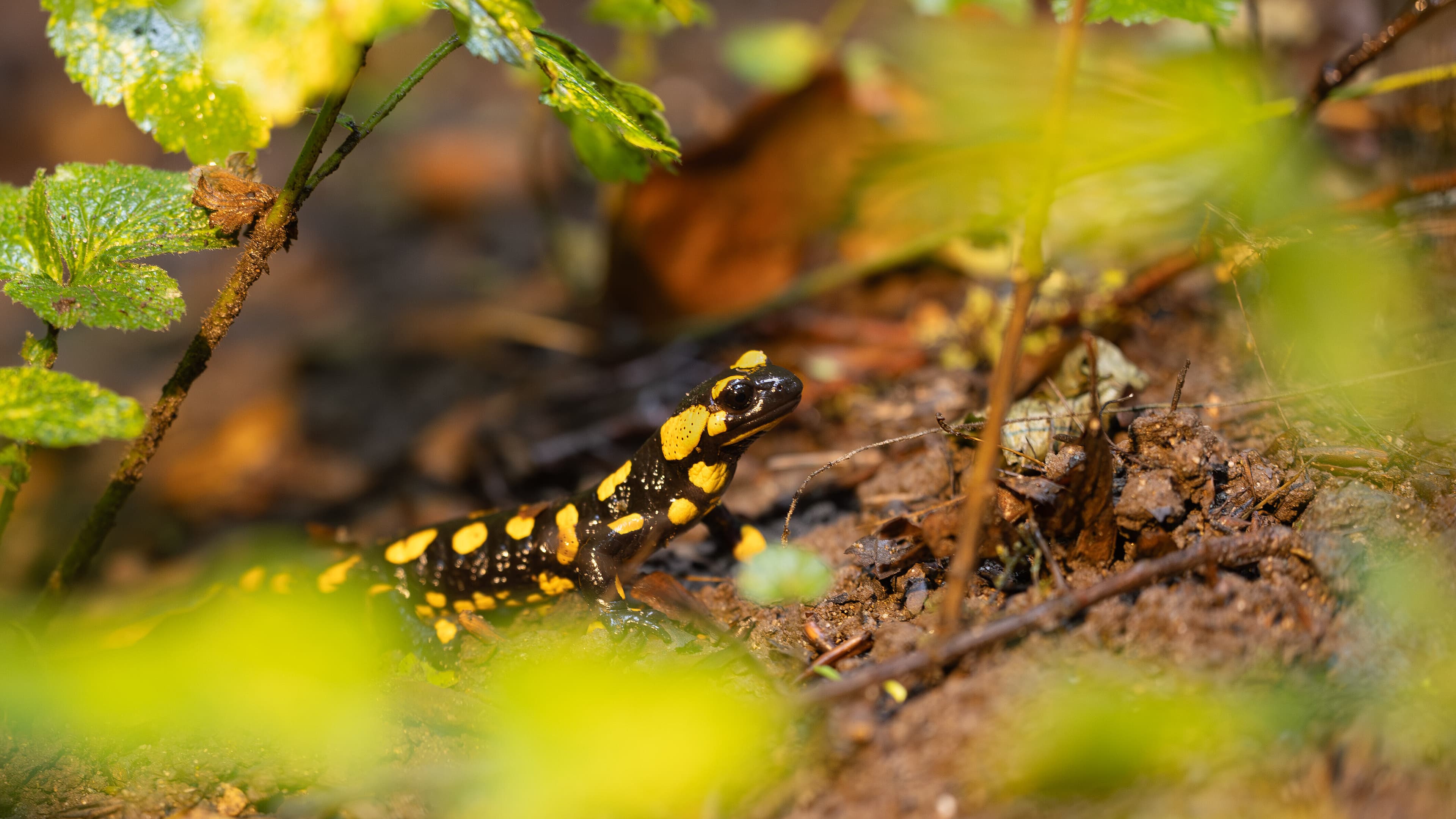 Feuersalamander in der Fuchsklamm. © Frank Schwarzentrub