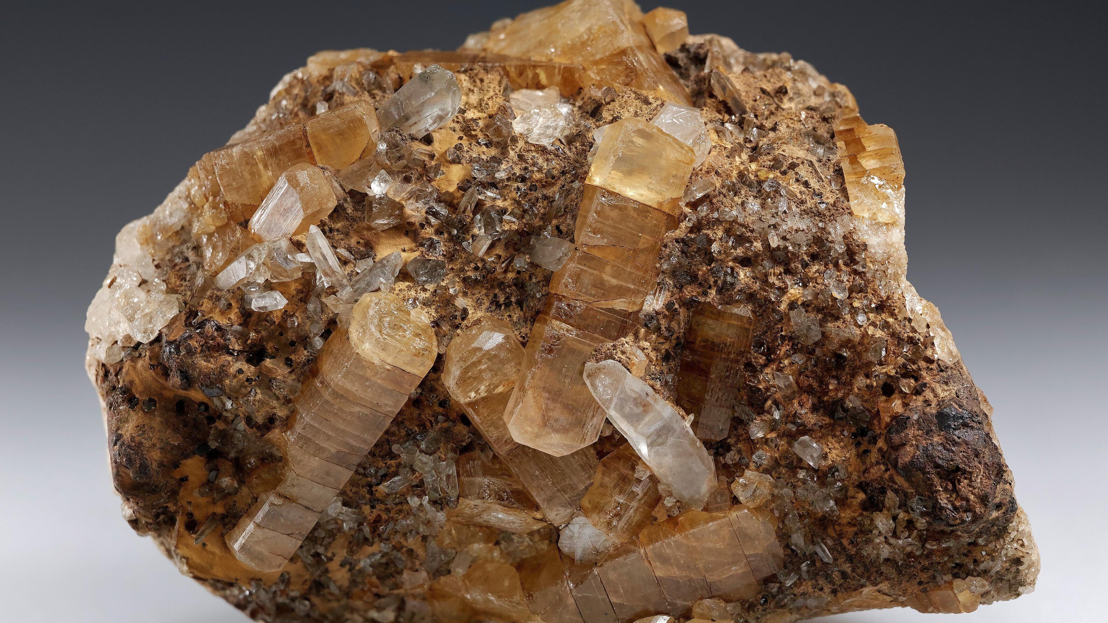 undefined. © Stadt Gera / Museum für Naturkunde (Fotograf: Matthias Reinhardt). © Stadt Gera / Museum für Naturkunde (Fotograf: Matthias Reinhardt)