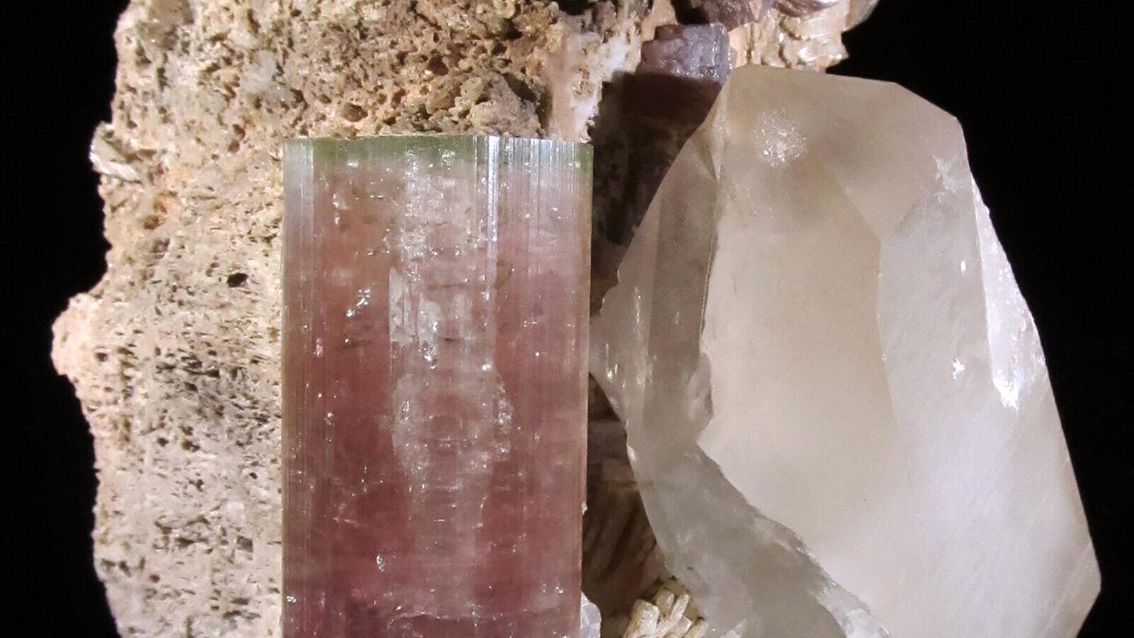 undefined. © Stadt Gera / Museum für Naturkunde (Fotograf: Frank Hrouda). © Stadt Gera / Museum für Naturkunde (Fotograf: Frank Hrouda)