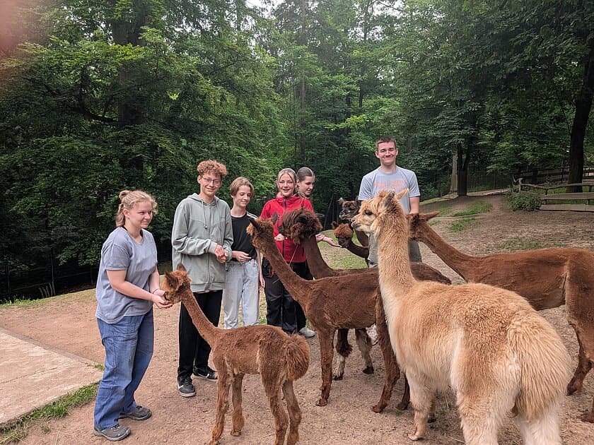2 Schüler und 4 Schülerinnen am Schülerfreiwilligentag im Alpakagehege von Alpakas umgeben. © Stadtverwaltung Gera
