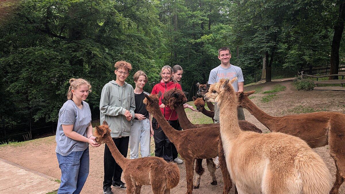 2 Schüler und 4 Schülerinnen am Schülerfreiwilligentag im Alpakagehege von Alpakas umgeben. © Stadtverwaltung Gera
