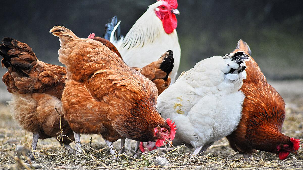 . © stock.adobe.com