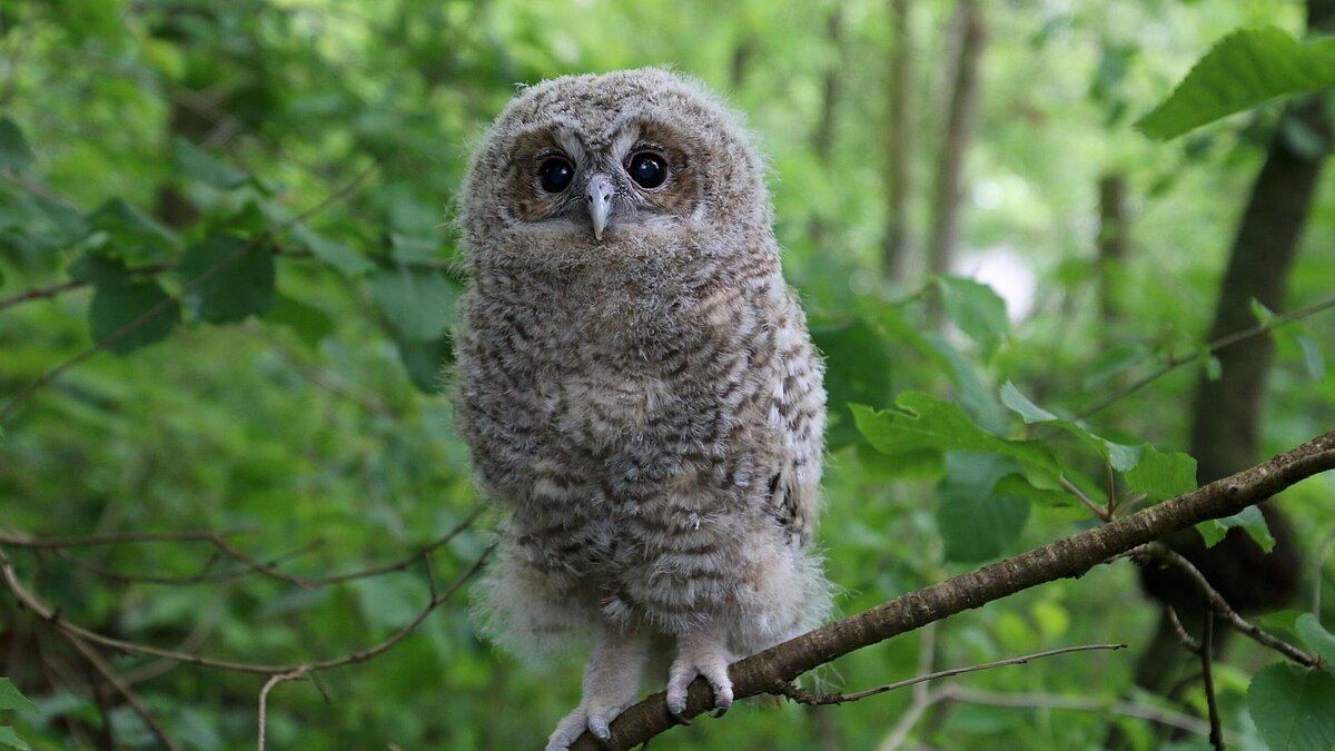 Ein junger Waldkauz, der auf einem Ast sitzt. © Stadt Gera