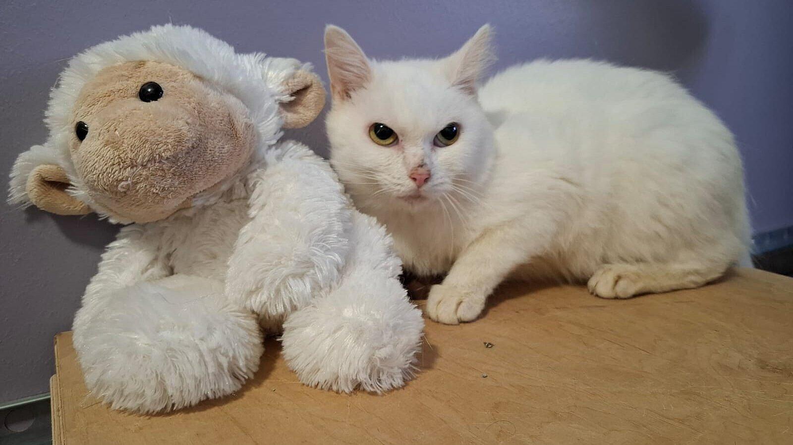 Katze. © Stadt Gera