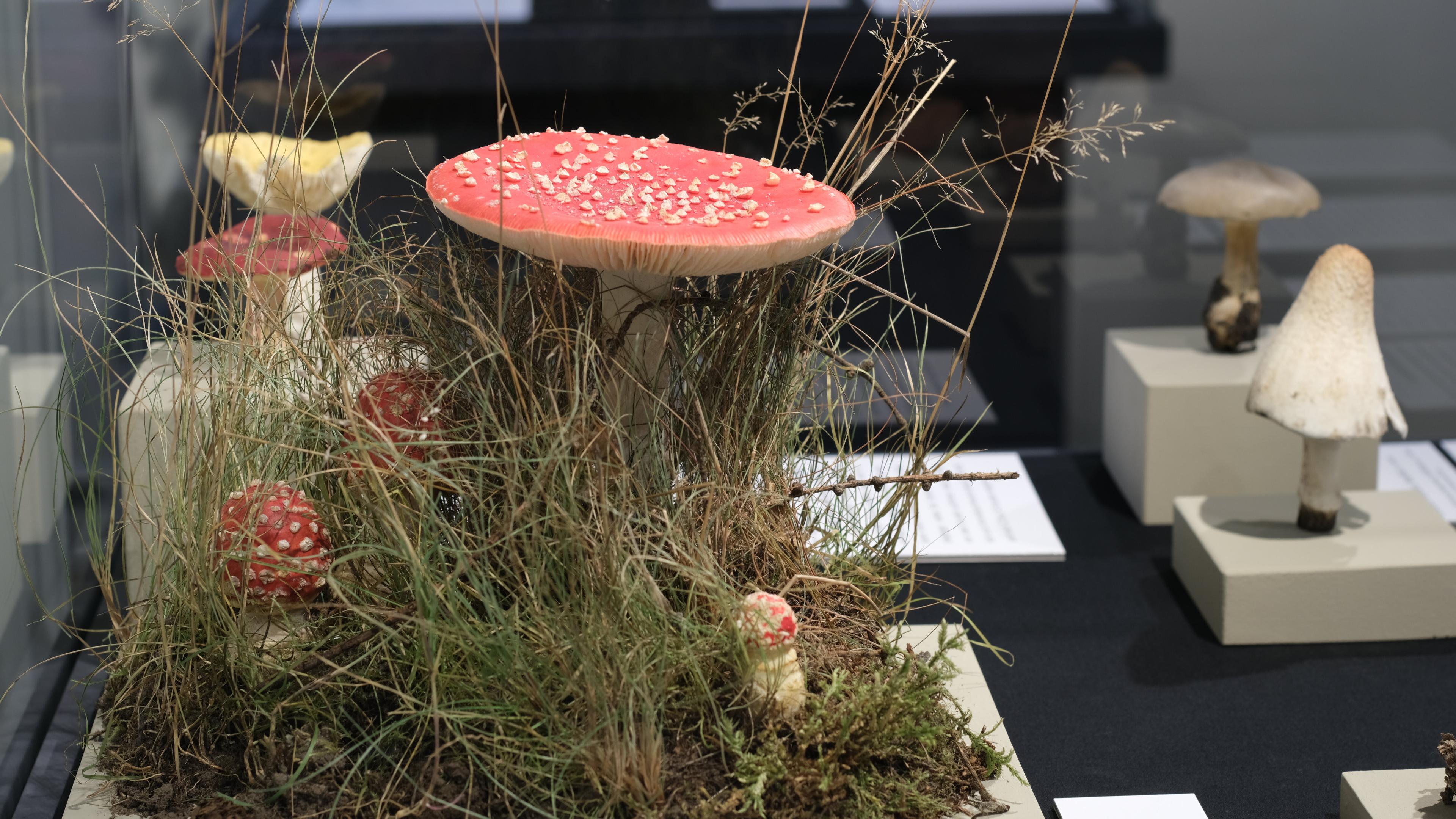 undefined. © Stadt Gera / Museum für Naturkunde Gera (Fotograf: René Köhler). © Stadt Gera / Museum für Naturkunde Gera (Fotograf: René Köhler)