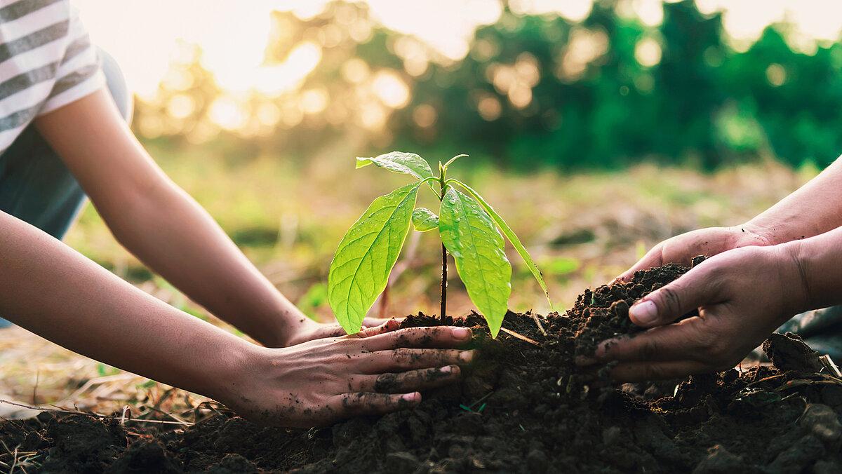 Zwei Paar Hände, die gemeinsam eine kleine Pflanze eingraben. © lovelyday12 - stock.adobe.com