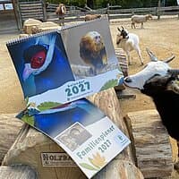 Tierparkkalender 2027 wird von Ziege im Streichelgehege angeknabbert. © Stadtverwaltung Gera