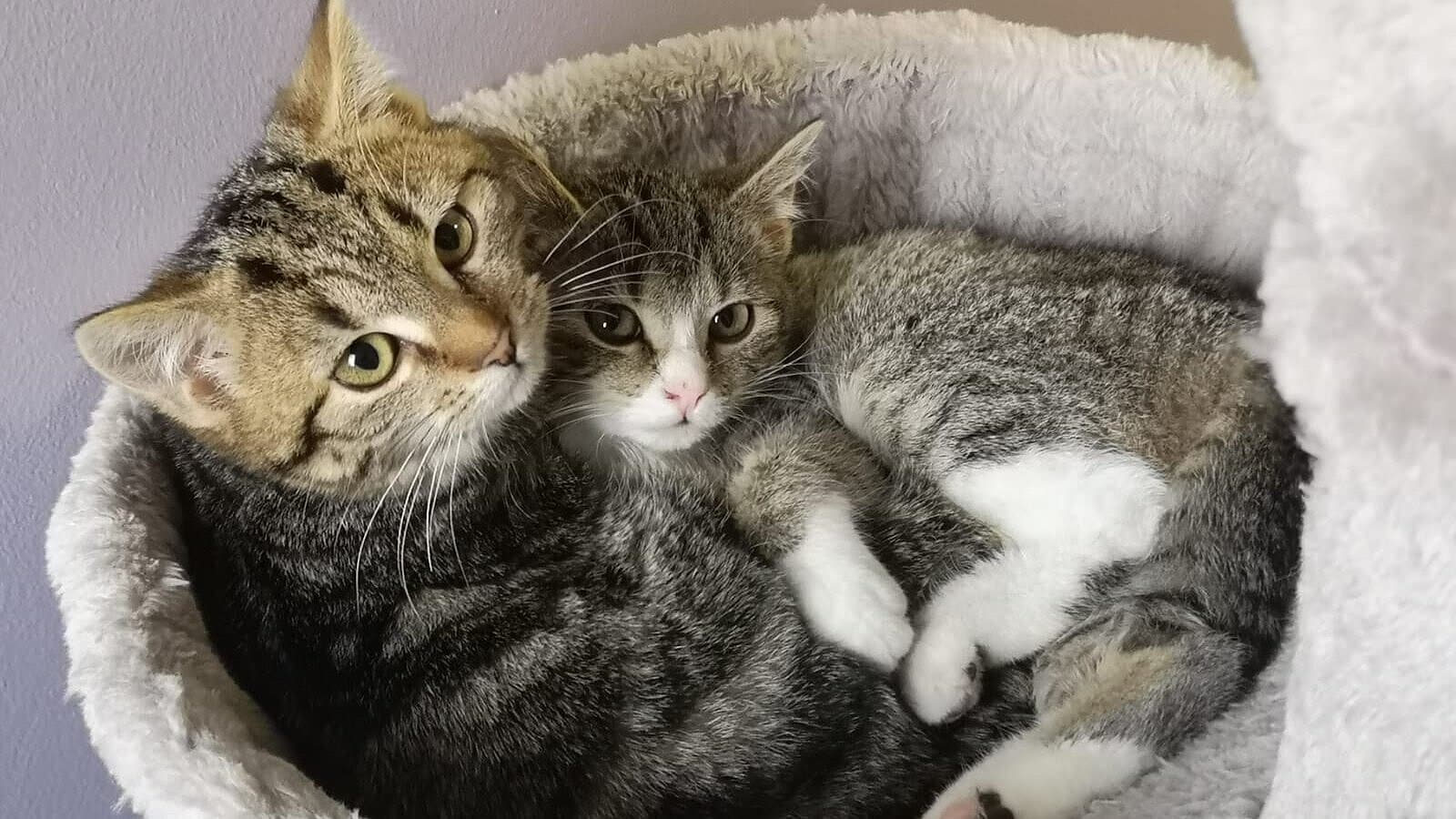 Zwei Katzen kuscheln im Kratzbaum. © Stadt Gera